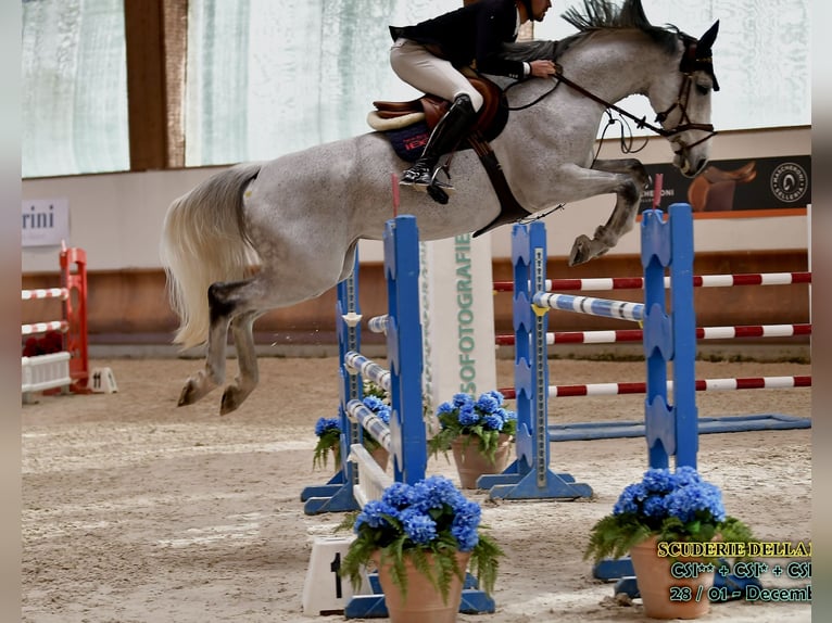 Belgisches Warmblut Stute 13 Jahre 176 cm Fliegenschimmel in München