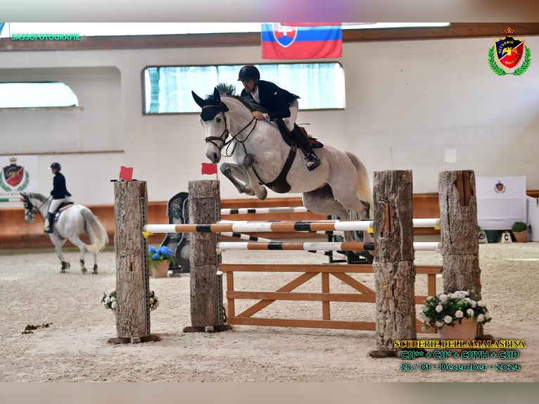 Belgisches Warmblut Stute 13 Jahre 176 cm Fliegenschimmel in München