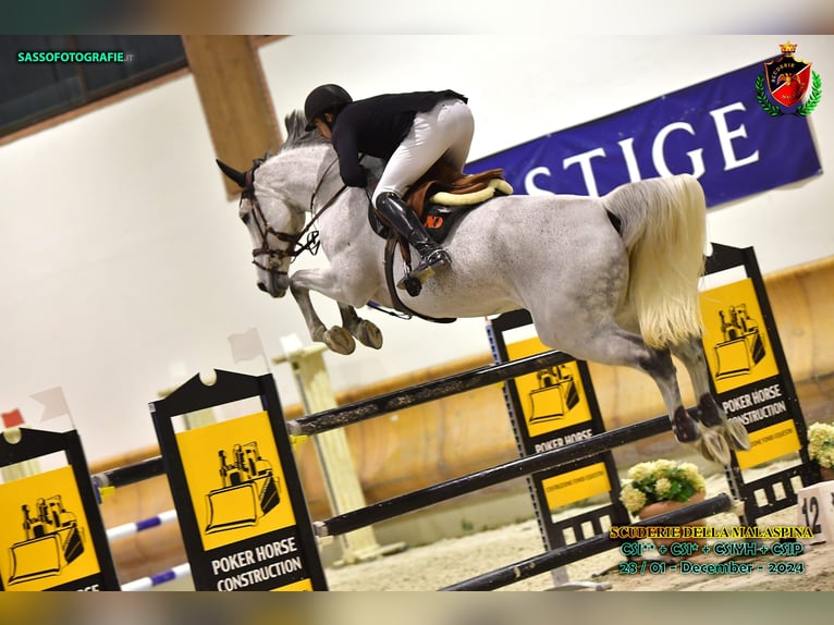 Belgisches Warmblut Stute 13 Jahre 176 cm Fliegenschimmel in München