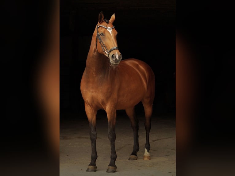 Belgisches Warmblut Stute 13 Jahre in Balve