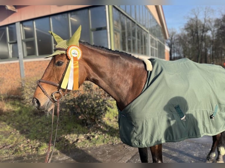 Belgisches Warmblut Stute 13 Jahre in Balve