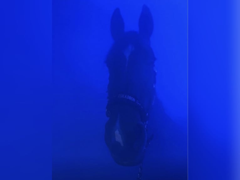 Belgisches Warmblut Stute 13 Jahre in Balve