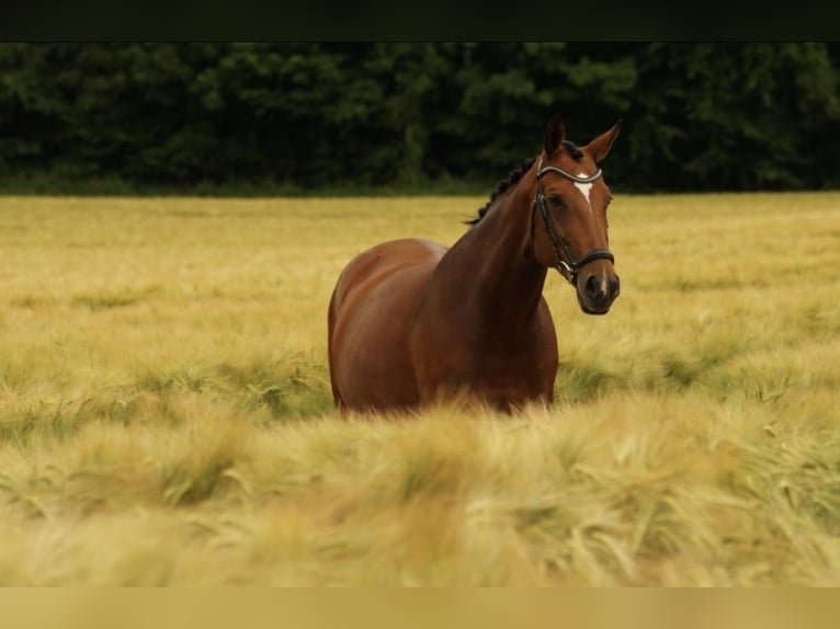 Belgisches Warmblut Stute 13 Jahre in Balve