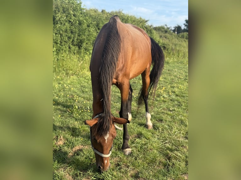 Belgisches Warmblut Stute 13 Jahre Rotbrauner in Ripley