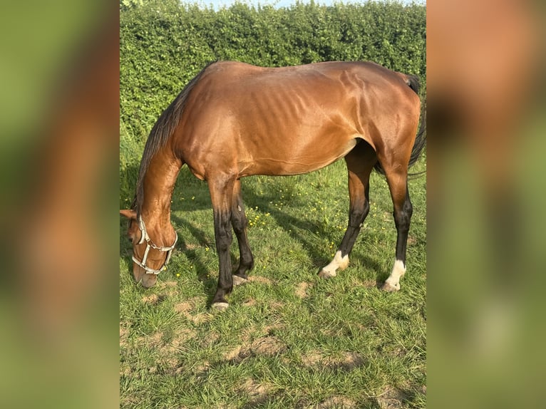Belgisches Warmblut Stute 13 Jahre Rotbrauner in Ripley