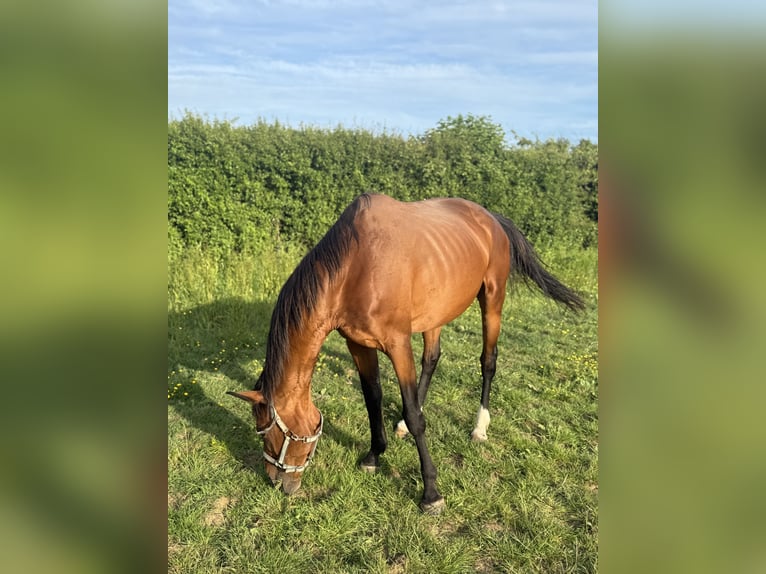 Belgisches Warmblut Stute 13 Jahre Rotbrauner in Ripley