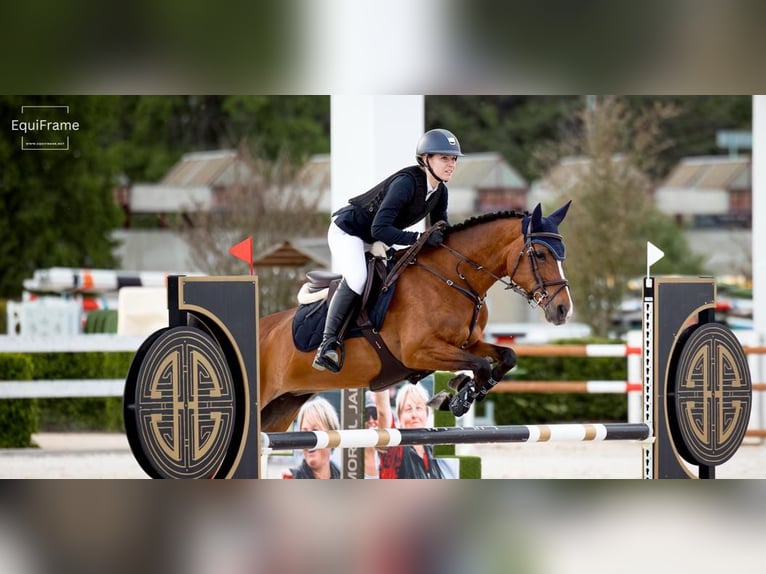 Belgisches Warmblut Stute 14 Jahre 148 cm Brauner in Prague