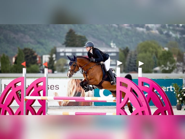 Belgisches Warmblut Stute 14 Jahre 148 cm Brauner in Prague