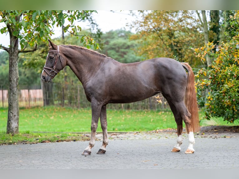 Belgisches Warmblut Stute 14 Jahre 148 cm Dunkelfuchs in GROTE-BROGEL