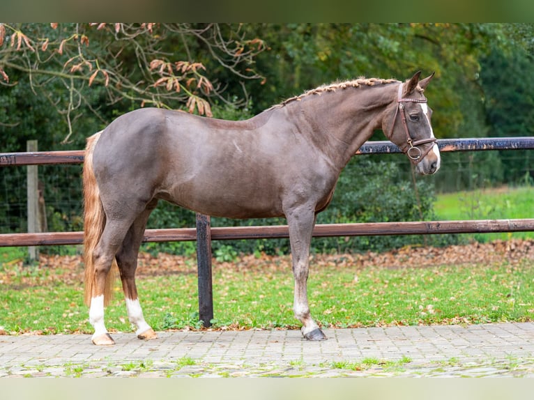 Belgisches Warmblut Stute 14 Jahre 148 cm Dunkelfuchs in GROTE-BROGEL