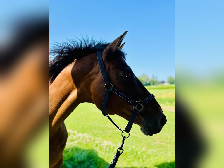 Belgisches Warmblut Stute 14 Jahre 160 cm Dunkelbrauner in Maldegem