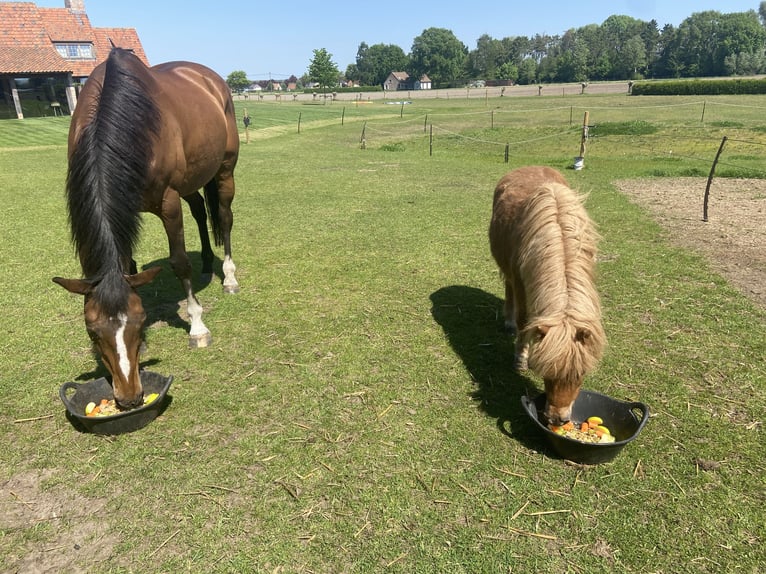 Belgisches Warmblut Stute 14 Jahre 160 cm Dunkelbrauner in Maldegem