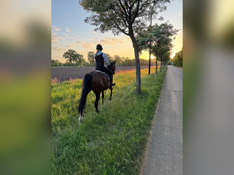 Belgisches Warmblut Stute 14 Jahre 160 cm Dunkelbrauner in Maldegem