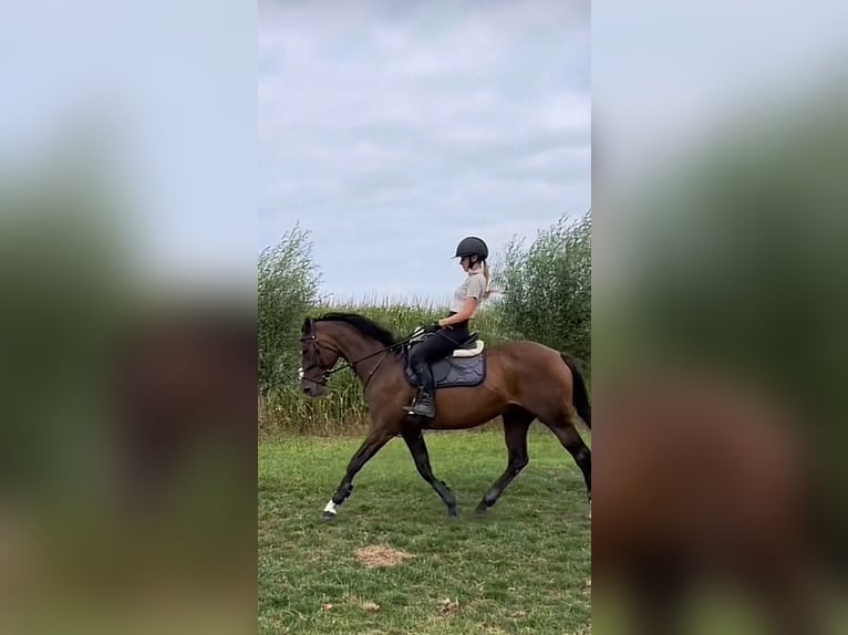 Belgisches Warmblut Stute 14 Jahre 160 cm Dunkelbrauner in Maldegem