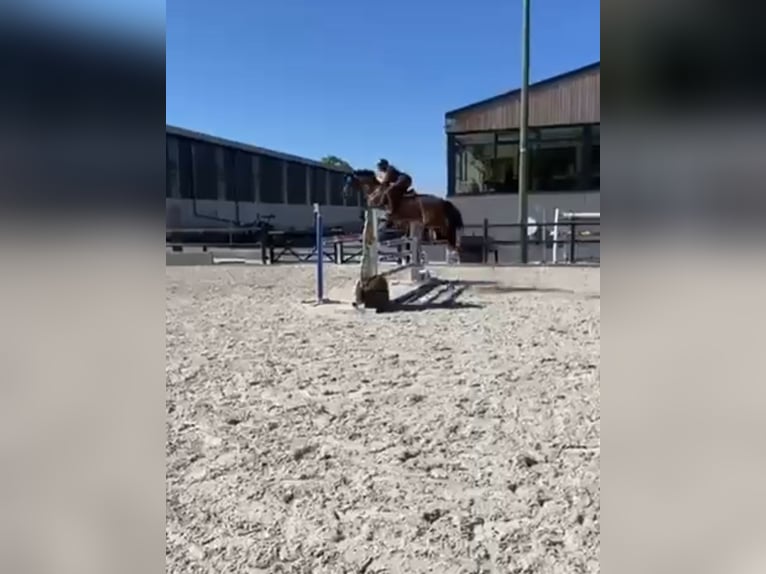 Belgisches Warmblut Stute 14 Jahre 160 cm Dunkelbrauner in Sprimont