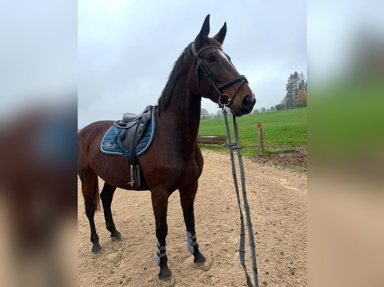 Belgisches Warmblut Stute 14 Jahre 164 cm Dunkelbrauner in Eupen