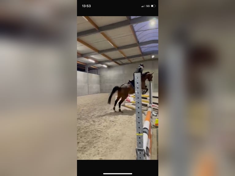 Belgisches Warmblut Stute 14 Jahre 165 cm Brauner in Moerbeke-Waas