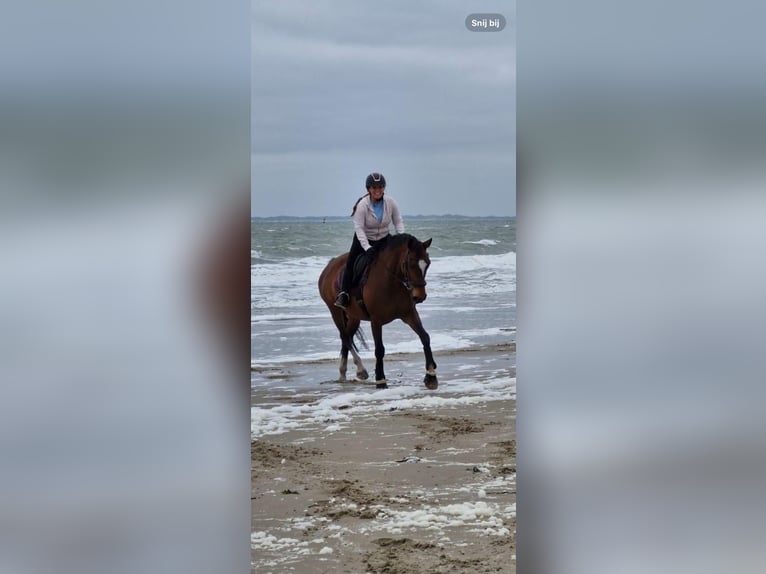 Belgisches Warmblut Stute 14 Jahre 165 cm Brauner in Moerbeke-Waas
