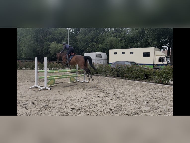 Belgisches Warmblut Stute 14 Jahre 165 cm Brauner in Moerbeke-Waas