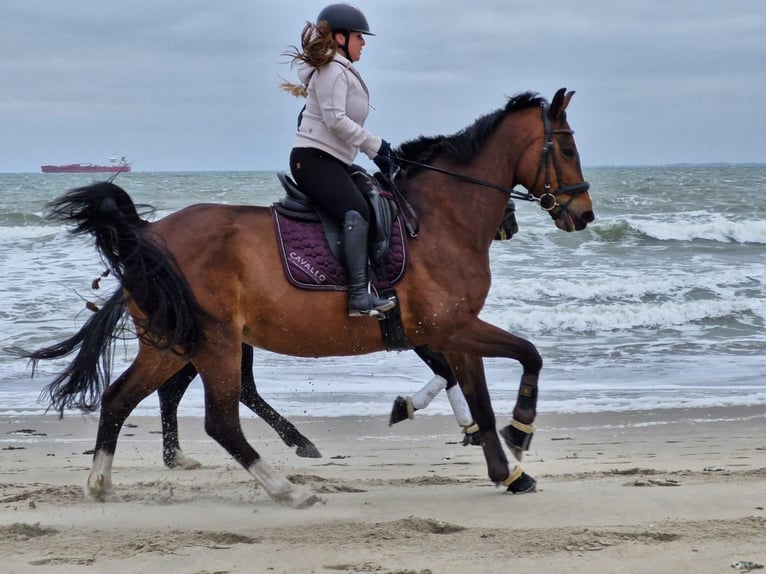 Belgisches Warmblut Stute 14 Jahre 165 cm Brauner in Moerbeke-Waas
