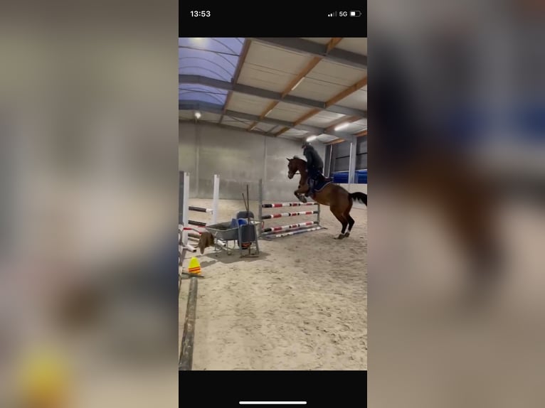 Belgisches Warmblut Stute 14 Jahre 165 cm Brauner in Moerbeke-Waas