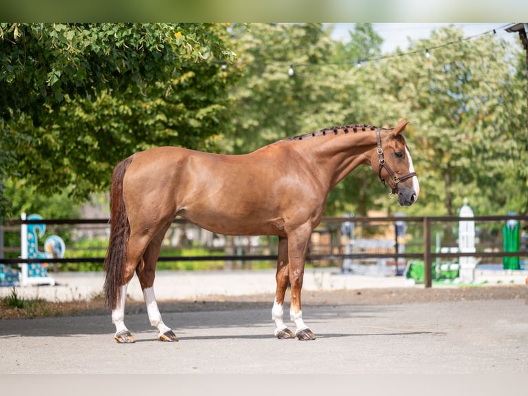 Belgisches Warmblut Stute 14 Jahre 168 cm  in Kaulille