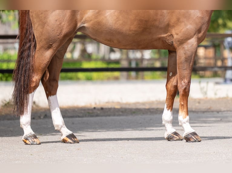 Belgisches Warmblut Stute 14 Jahre 168 cm  in Kaulille
