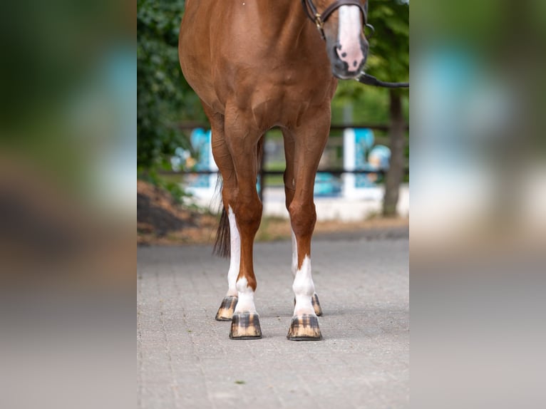 Belgisches Warmblut Stute 14 Jahre 168 cm  in Kaulille