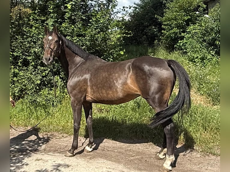Belgisches Warmblut Stute 14 Jahre 172 cm Dunkelbrauner in Brzyków
