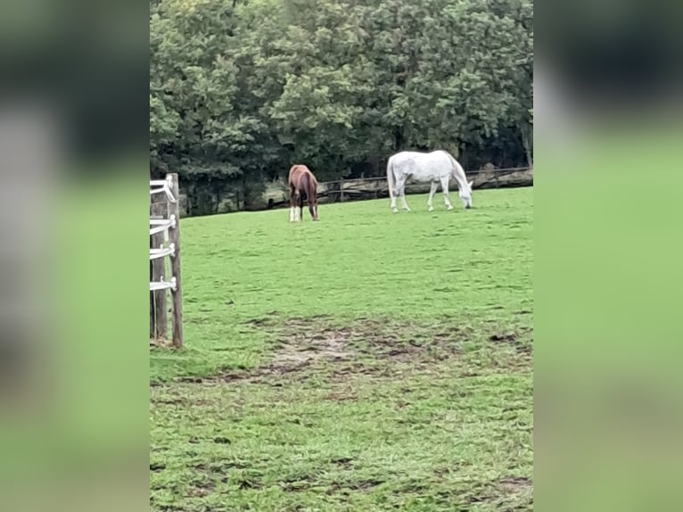 Belgisches Warmblut Stute 14 Jahre 173 cm Schimmel in Bois de Halleux 861  Charneux