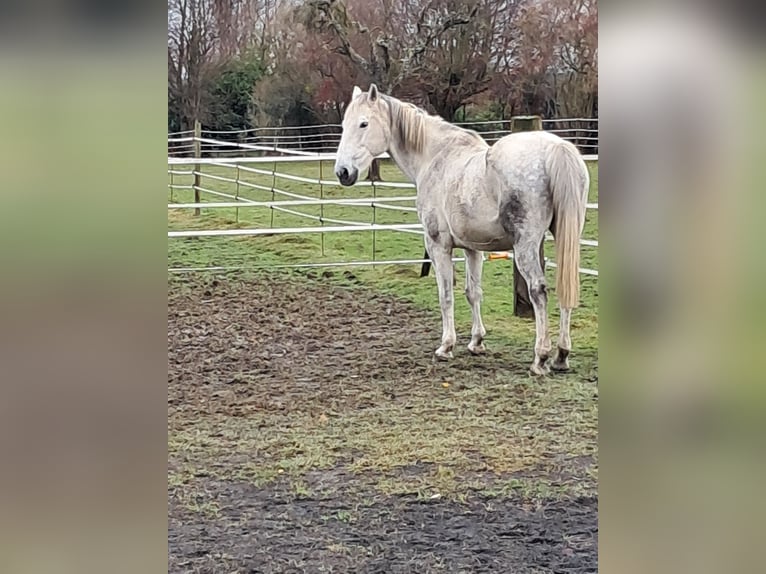 Belgisches Warmblut Stute 14 Jahre 173 cm Schimmel in Bois de Halleux 861  Charneux
