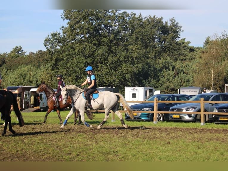 Belgisches Warmblut Stute 14 Jahre 174 cm Schimmel in Wijk en Aalburg