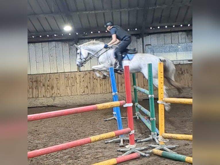 Belgisches Warmblut Stute 14 Jahre 174 cm Schimmel in Wijk en Aalburg