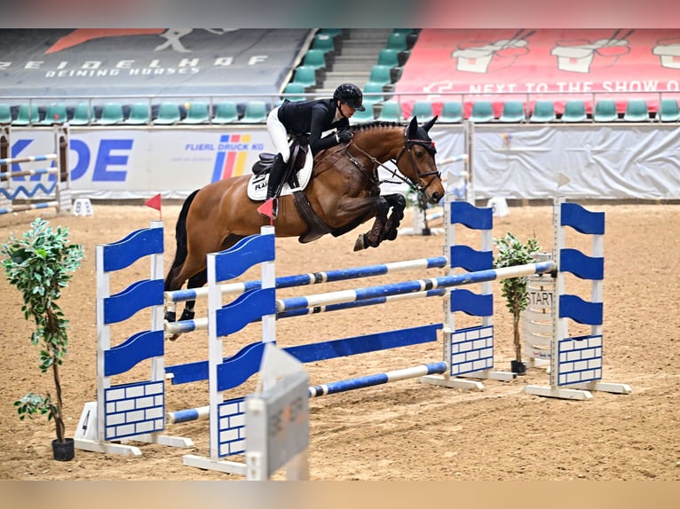 Belgisches Warmblut Stute 14 Jahre Brauner in Balingen