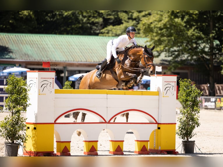 Belgisches Warmblut Stute 14 Jahre Brauner in Balingen