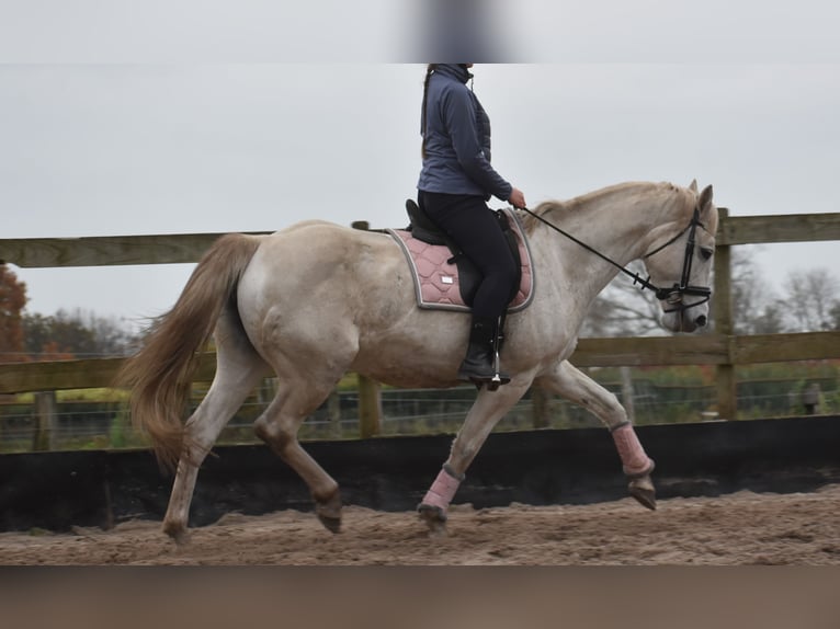 Belgisches Warmblut Stute 15 Jahre 164 cm White in Achtmaal