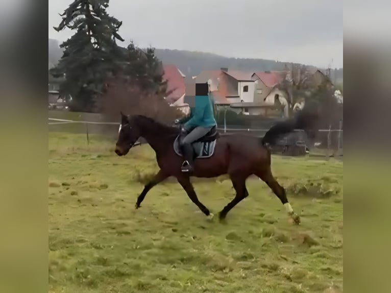 Belgisches Warmblut Stute 15 Jahre 165 cm Brauner in Heldrungen