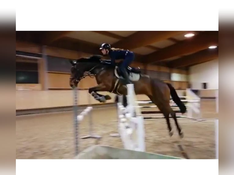 Belgisches Warmblut Stute 15 Jahre 168 cm Brauner in Aulendorf