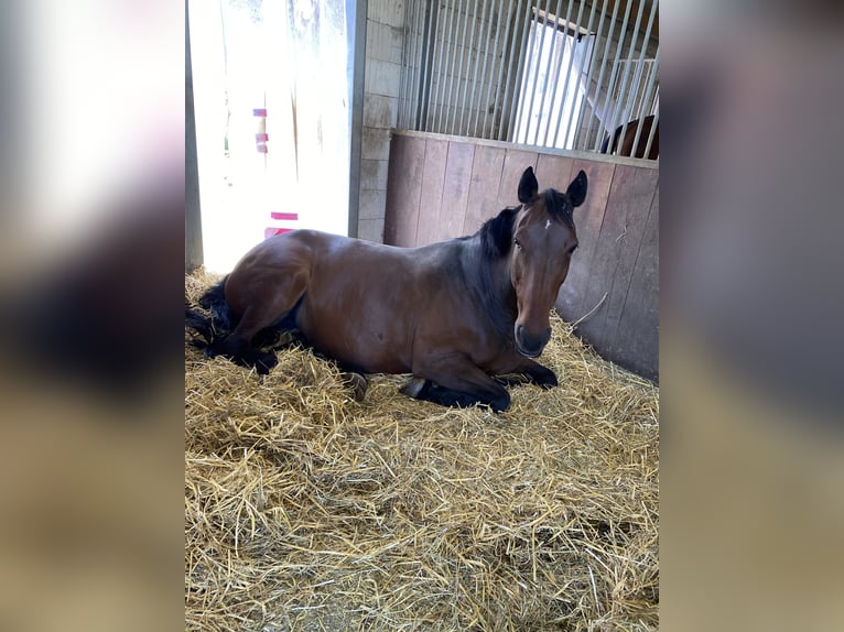 Belgisches Warmblut Stute 15 Jahre 168 cm Brauner in Aulendorf