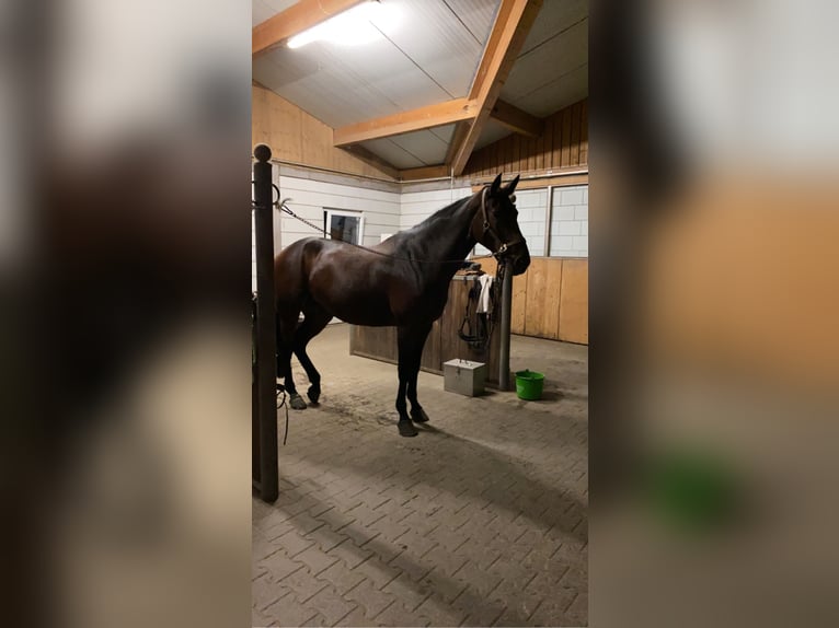 Belgisches Warmblut Stute 15 Jahre 168 cm Brauner in Aulendorf