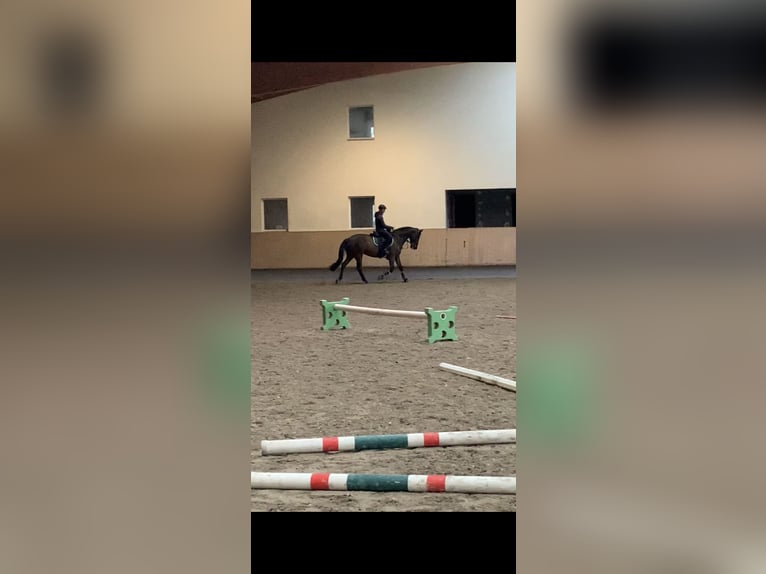Belgisches Warmblut Stute 15 Jahre 168 cm Brauner in Aulendorf