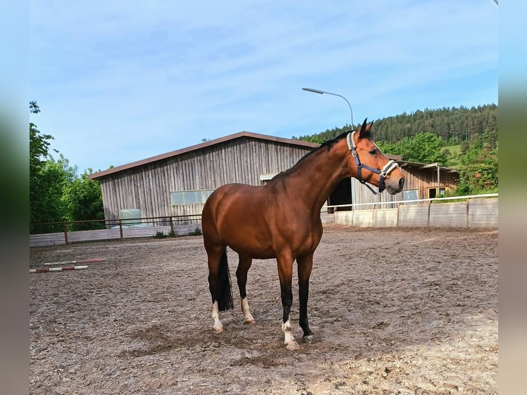Belgisches Warmblut Stute 15 Jahre 175 cm Brauner in Altensteig