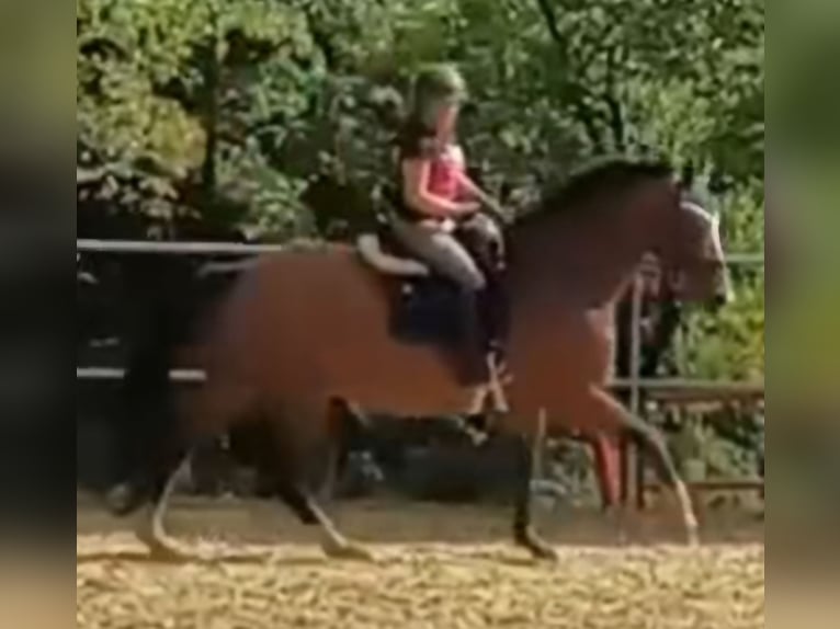Belgisches Warmblut Stute 15 Jahre 175 cm Brauner in Altensteig