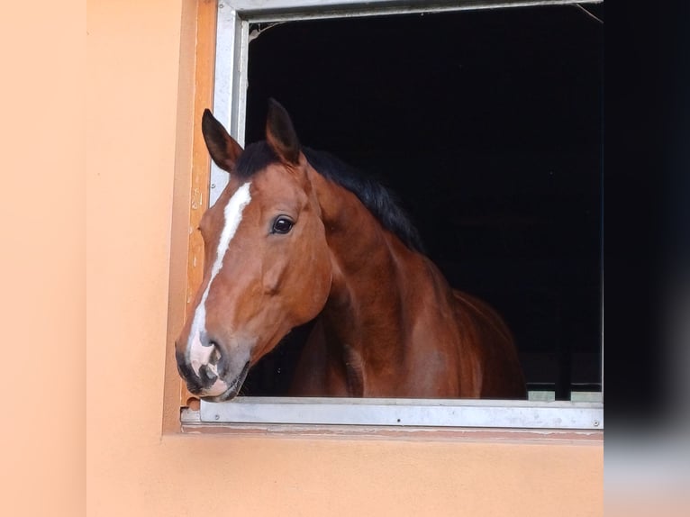 Belgisches Warmblut Stute 15 Jahre 175 cm Brauner in Altensteig