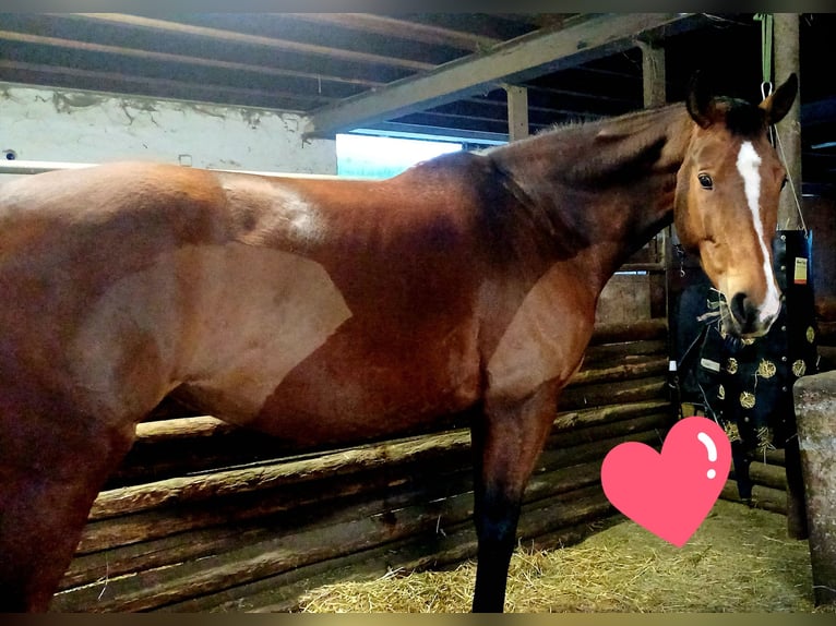 Belgisches Warmblut Stute 15 Jahre 175 cm Brauner in Altensteig
