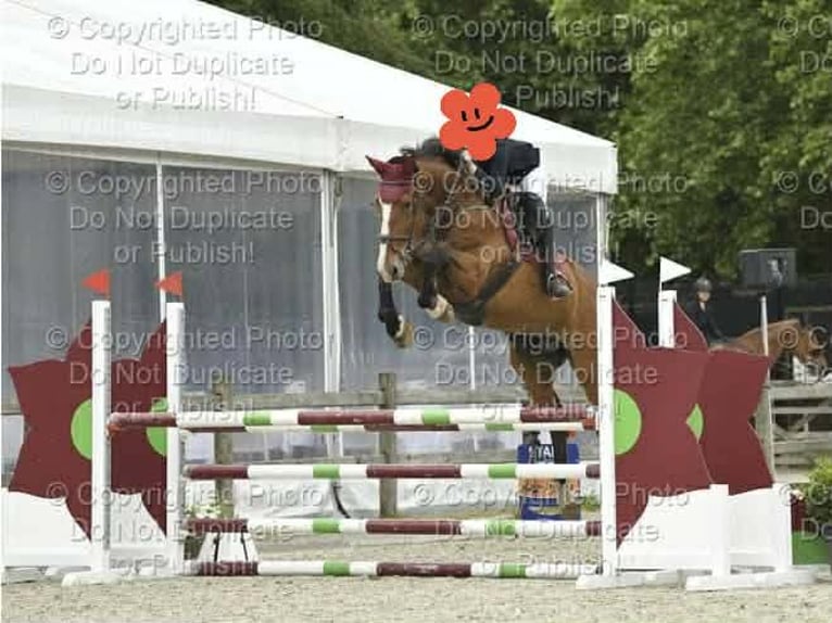 Belgisches Warmblut Stute 15 Jahre 185 cm Brauner in SINT-PAUWELS