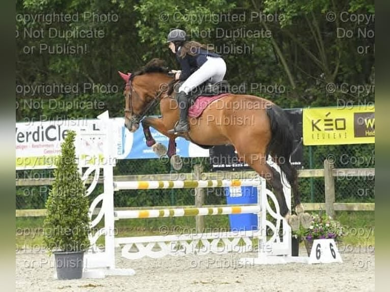 Belgisches Warmblut Stute 15 Jahre 185 cm Brauner in SINT-PAUWELS