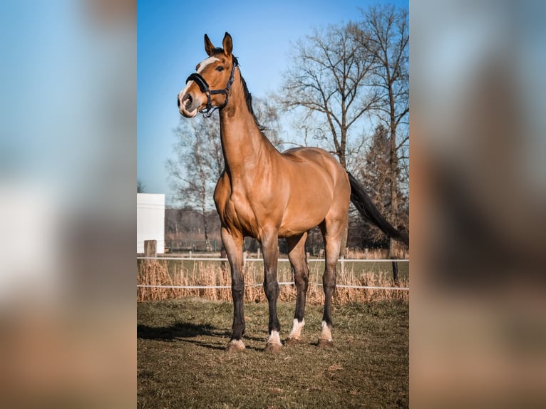 Belgisches Warmblut Stute 15 Jahre 185 cm Brauner in SINT-PAUWELS