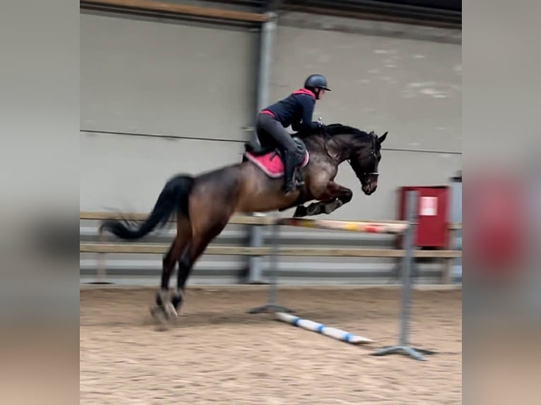 Belgisches Warmblut Stute 15 Jahre Dunkelbrauner in Dentergem