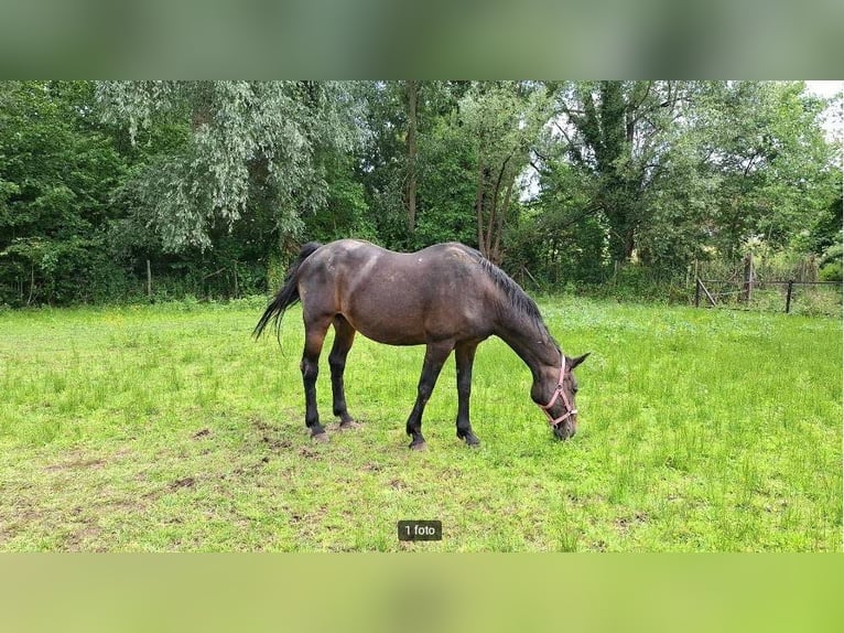 Belgisches Warmblut Stute 16 Jahre 163 cm Schwarzbrauner in Welle